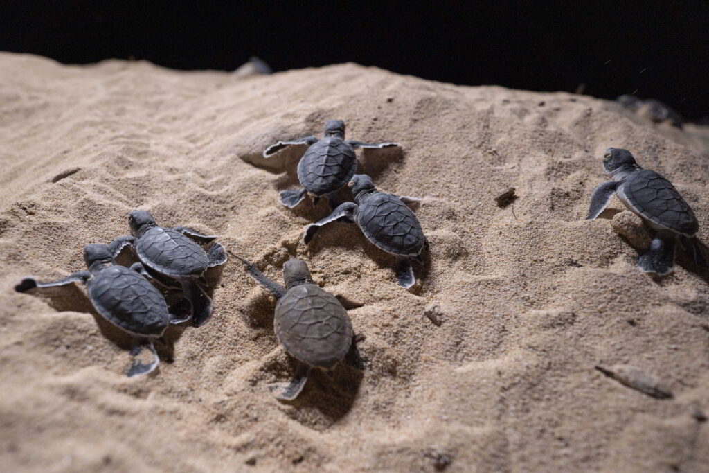Sea Turtles Conservation 4D3N