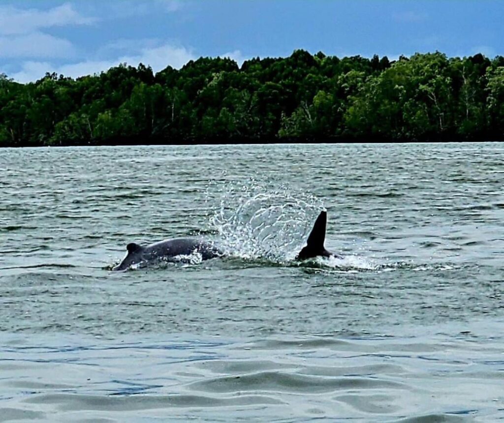 Dolphins & Mangrove Wildlife Cruise